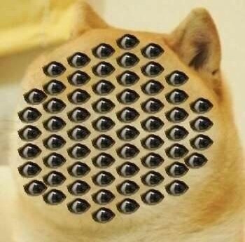 doge论坛(dog wiki) doge论坛(dog wiki)