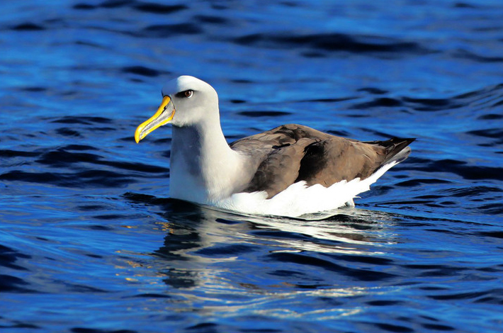 信天翁分为什么品种(信天翁的特征)