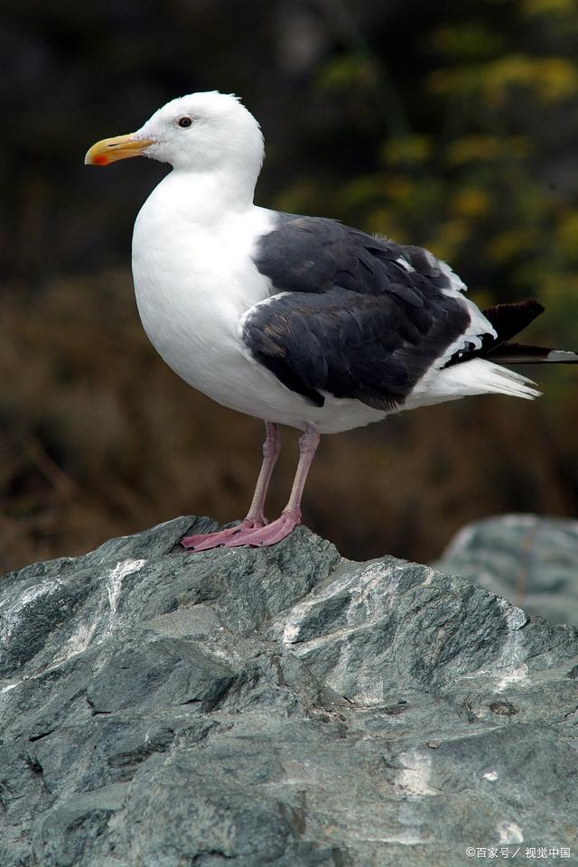 信天翁分为什么品种(信天翁的特征)